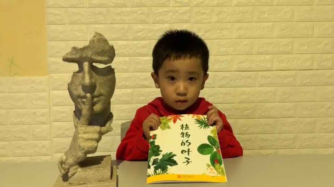 《植物的叶子》