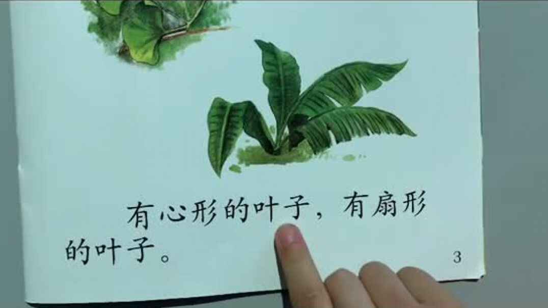 知识点——《植物的叶子》