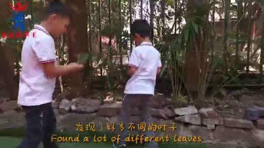 数学--叶子的测量