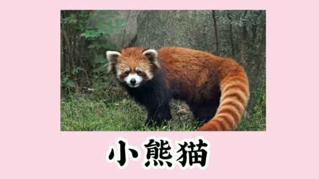 语言《哺乳动物》知识点