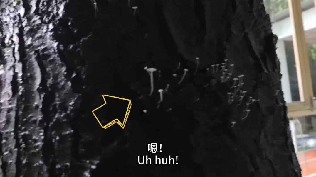 一个大蘑菇