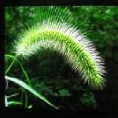 阳光下的小草 