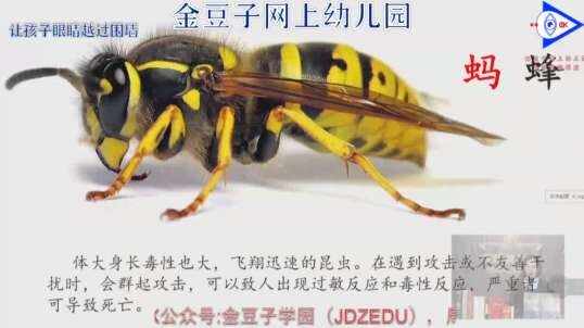 马蜂的认识
