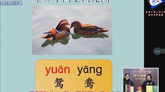 可爱的鸳鸯