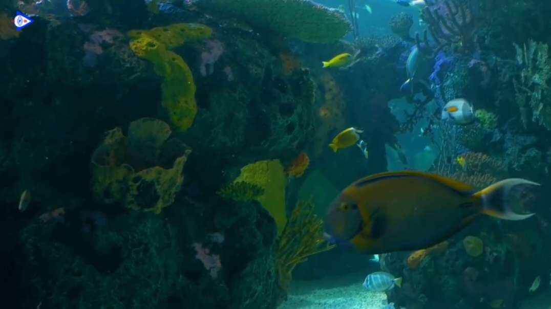 Ripley’s Aquarium of Canada 加拿大瑞普利水族馆
