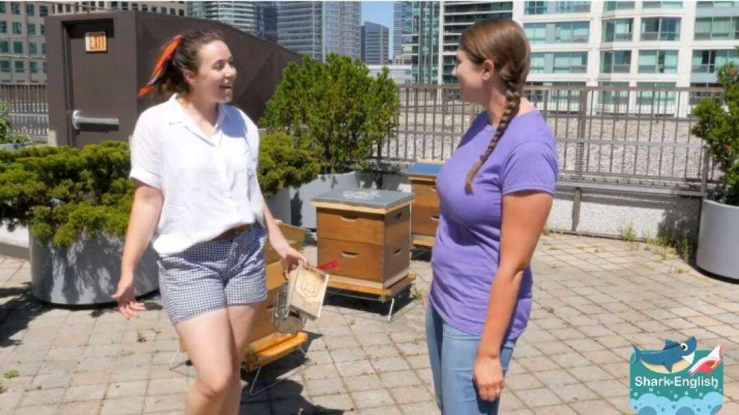 Let's learn about bees. 认识蜜蜂
