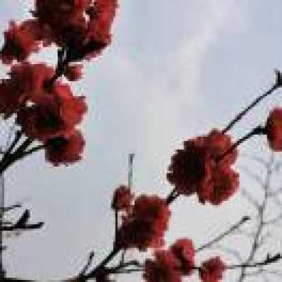 思念 
