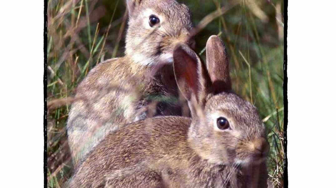 RAZ-A-Rabbits