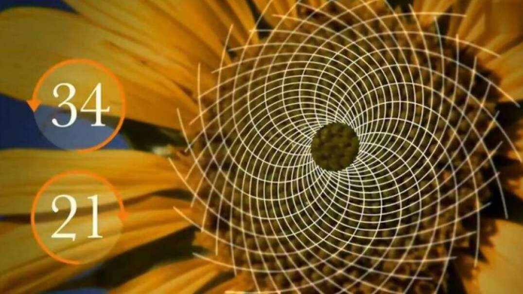 神秘符号博物馆——研学活动：生活中的斐波拉契数列（6岁组）