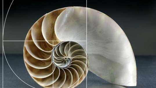 神秘符号博物馆——研学活动：鹦鹉螺——斐波拉契数列（6岁组）