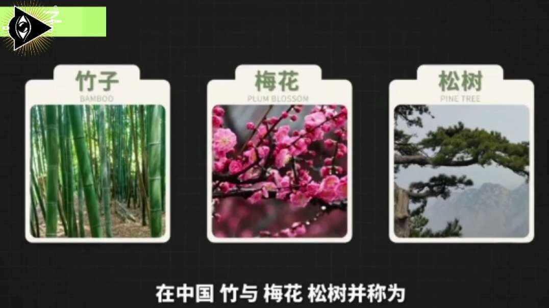 神秘符号博物馆——研学活动：介绍竹子（5岁组）.mp4