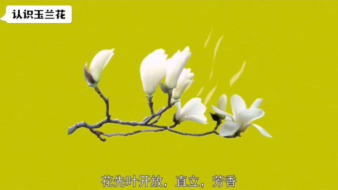 神秘符号博物馆——研学活动：认识神秘符号玉兰（5岁组）.mp4