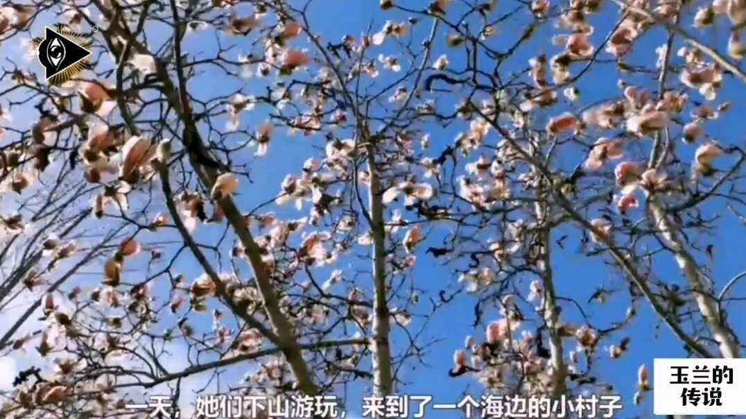 神秘符号博物馆——研学活动：玉兰花的传说（5岁组）.mp4