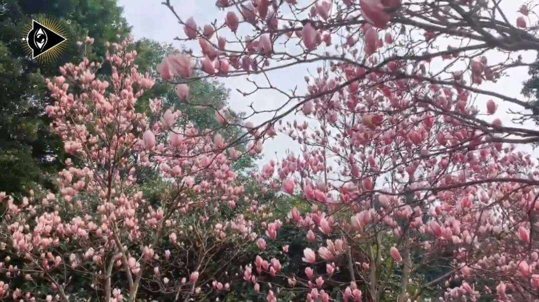 神秘符号博物馆——研学活动：寻找生活中的玉兰（5岁组）.mp4