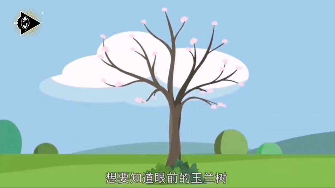 神秘符号博物馆——研学活动：了解先开花后长叶的玉兰（5岁组）.mp4