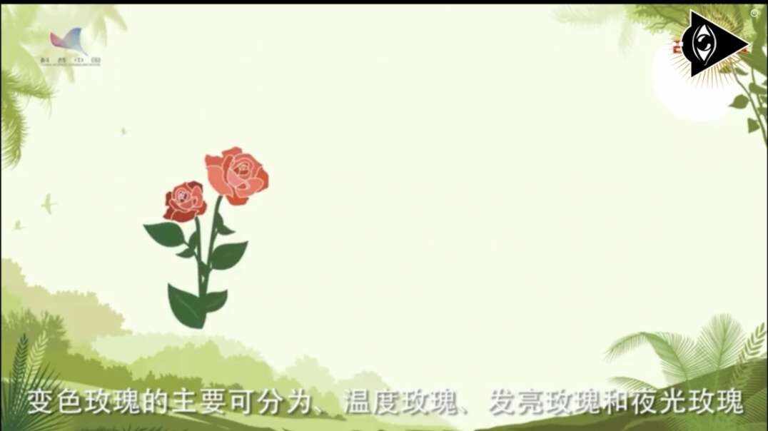 神秘符号博物馆—研学活动《玫瑰的科学意义》6岁组