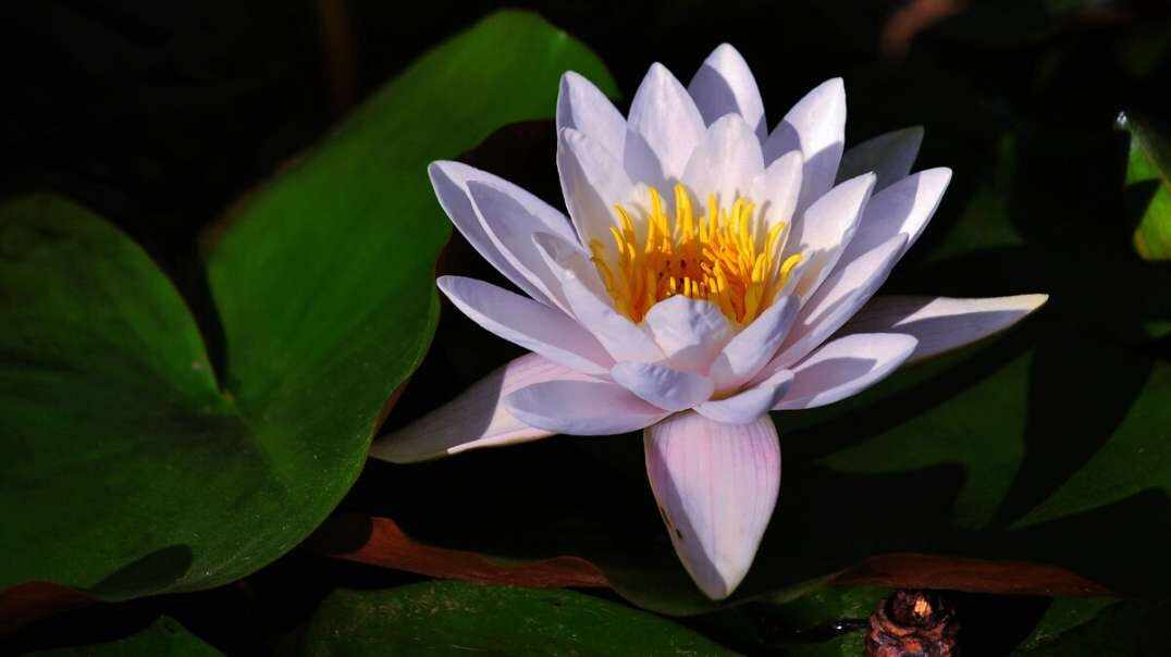 神秘符号博物馆——寻找“莲花”