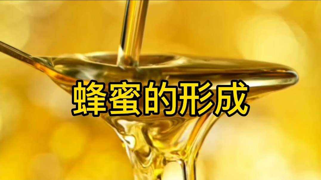 神秘符号博物馆—研学活动:蜂蜜的形成.mp4