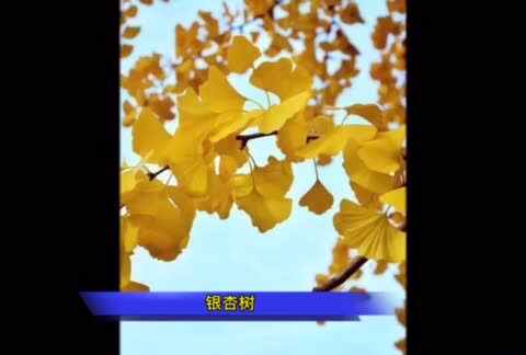手工制作银杏树