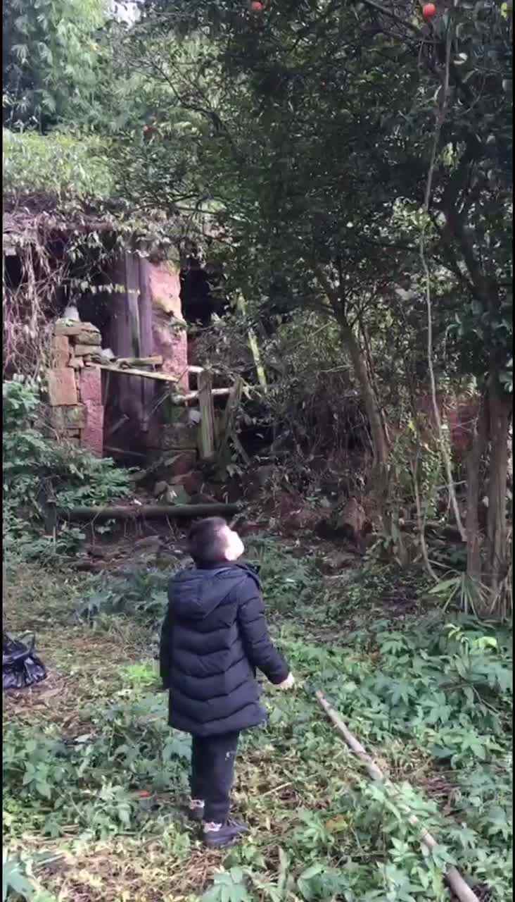 下乡摘橘子