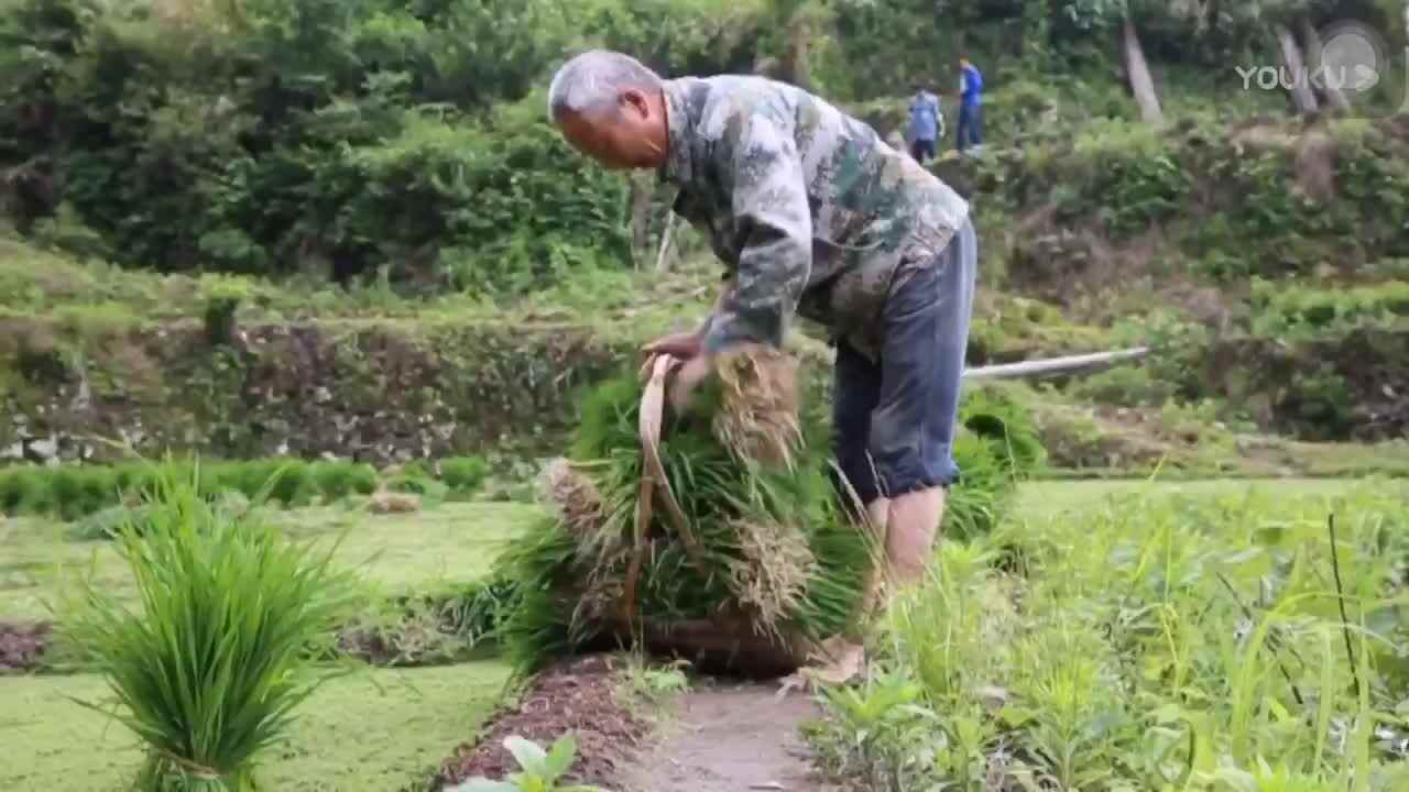《节约粮食》