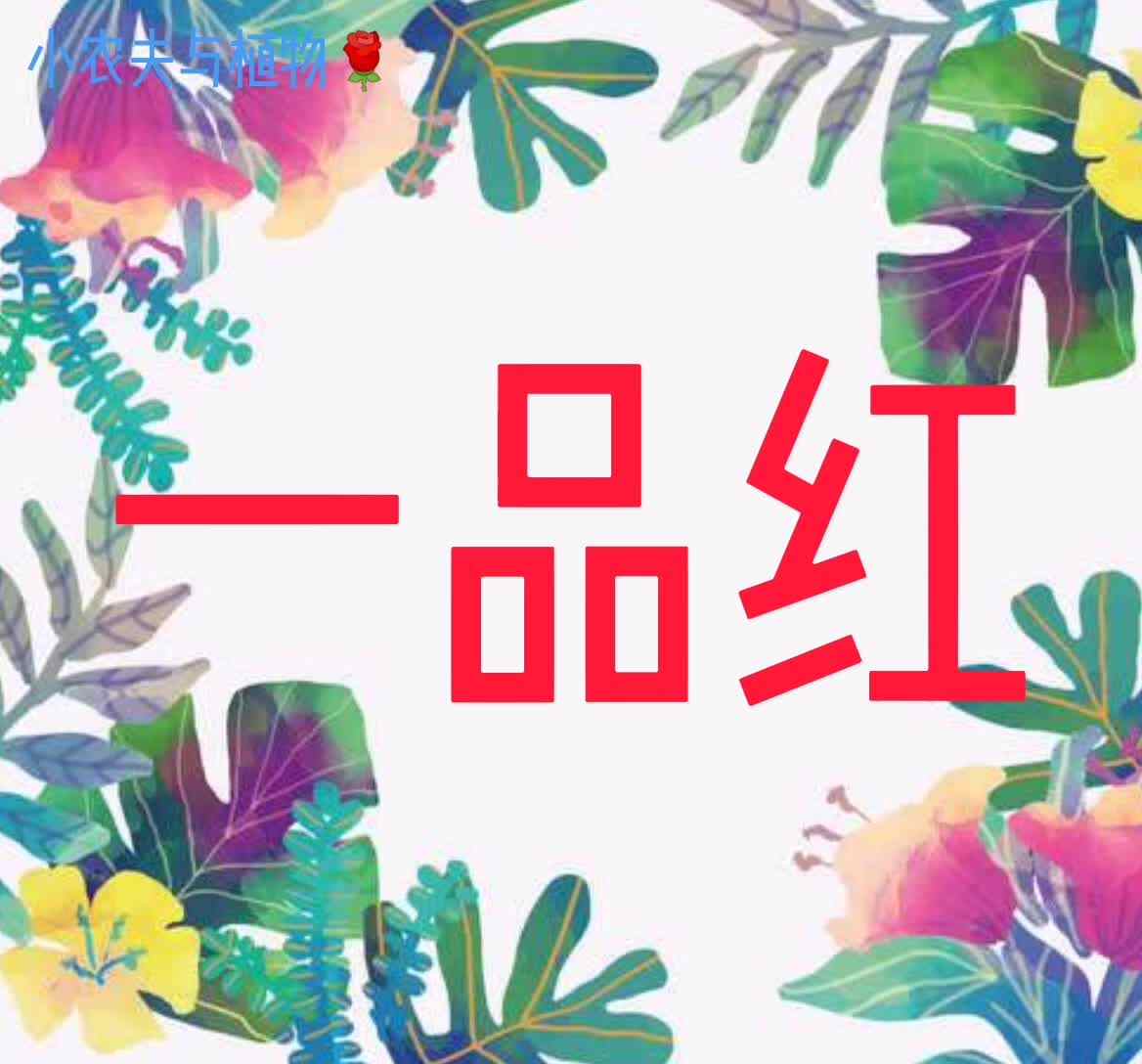 小农夫与植物-一品红