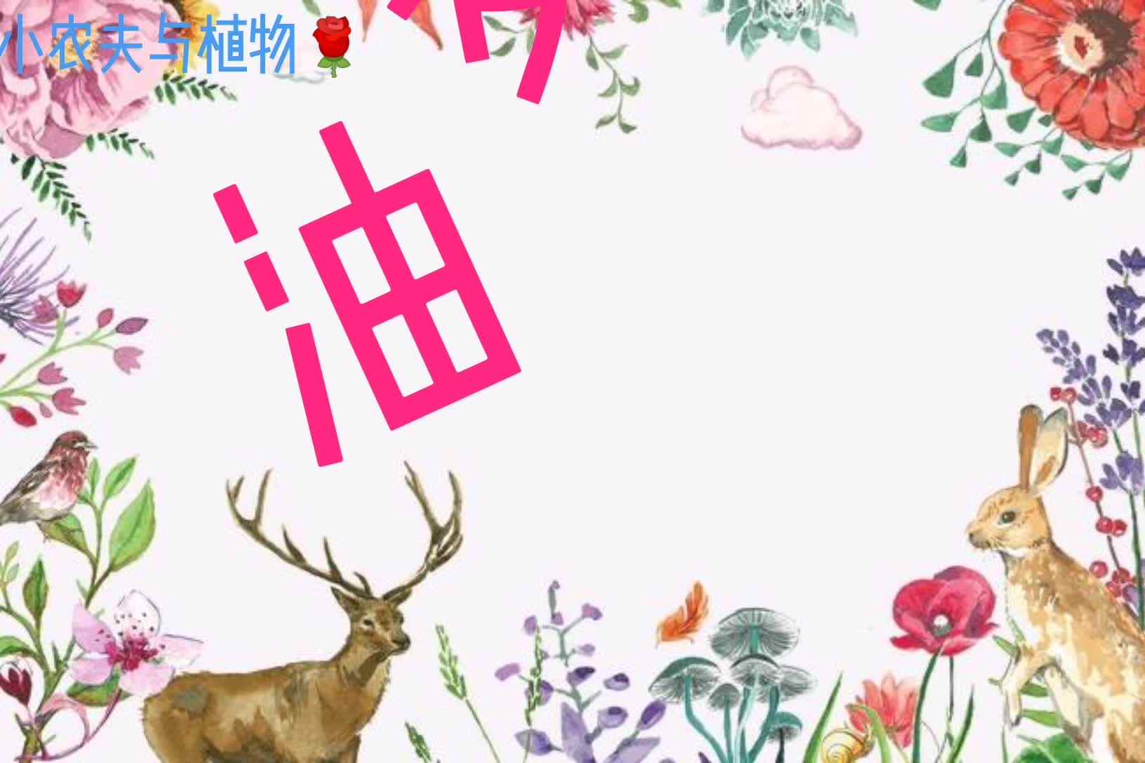 小农夫与植物-油麦菜