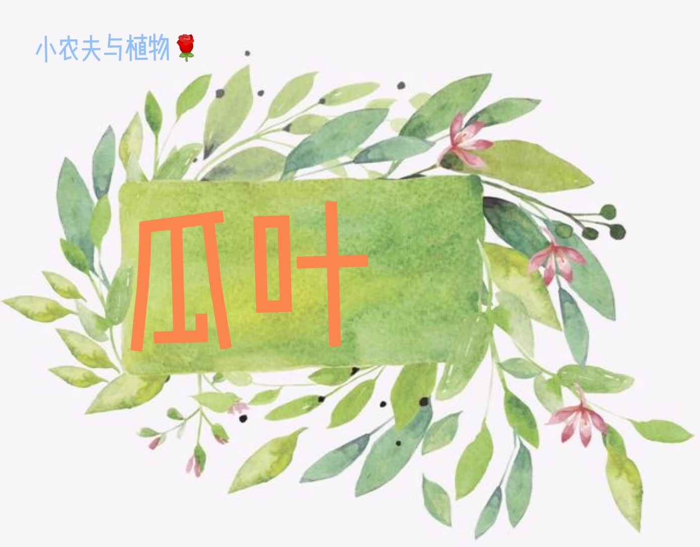 小农夫与植物-瓜叶菊.mp4