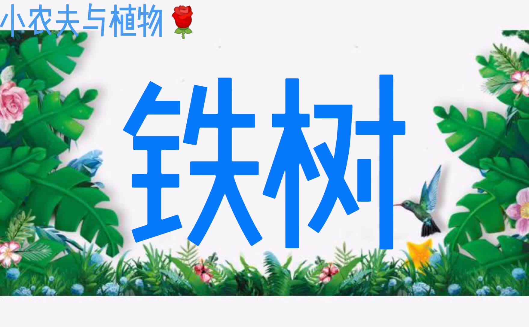 小农夫与植物-铁树mp4