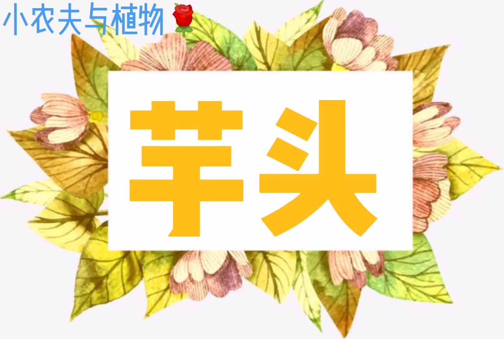 小农夫与植物-芋头.mp4