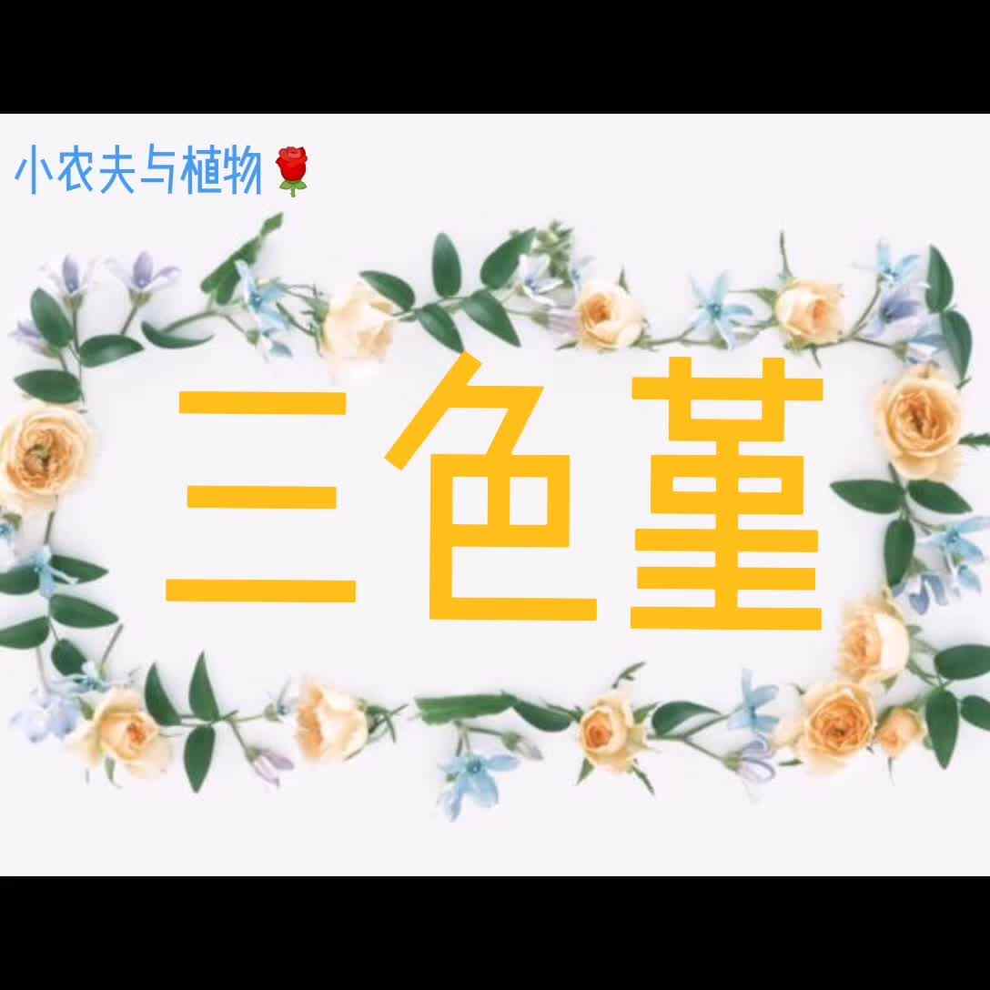 小农夫与植物-三色堇.mp4