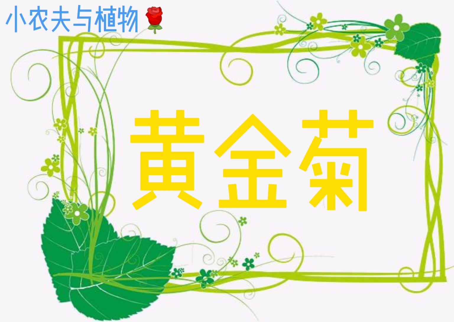 小农夫与植物-黄金菊.mp4