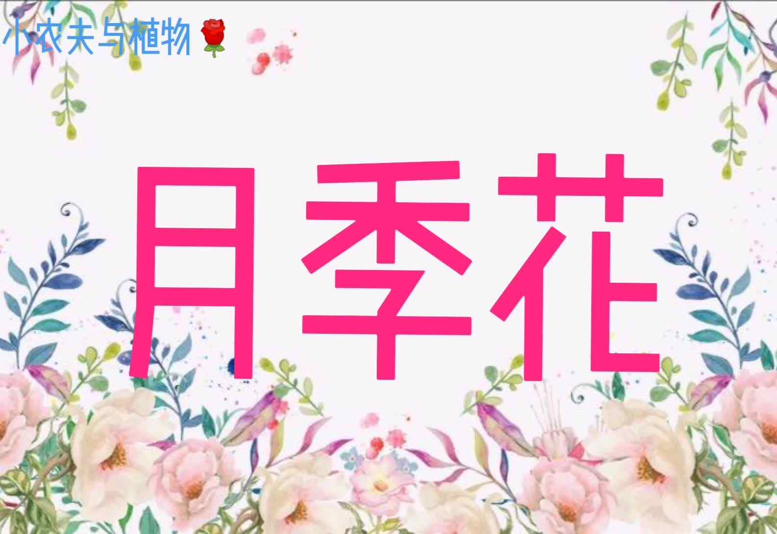 小农夫与植物-月季花.mp4