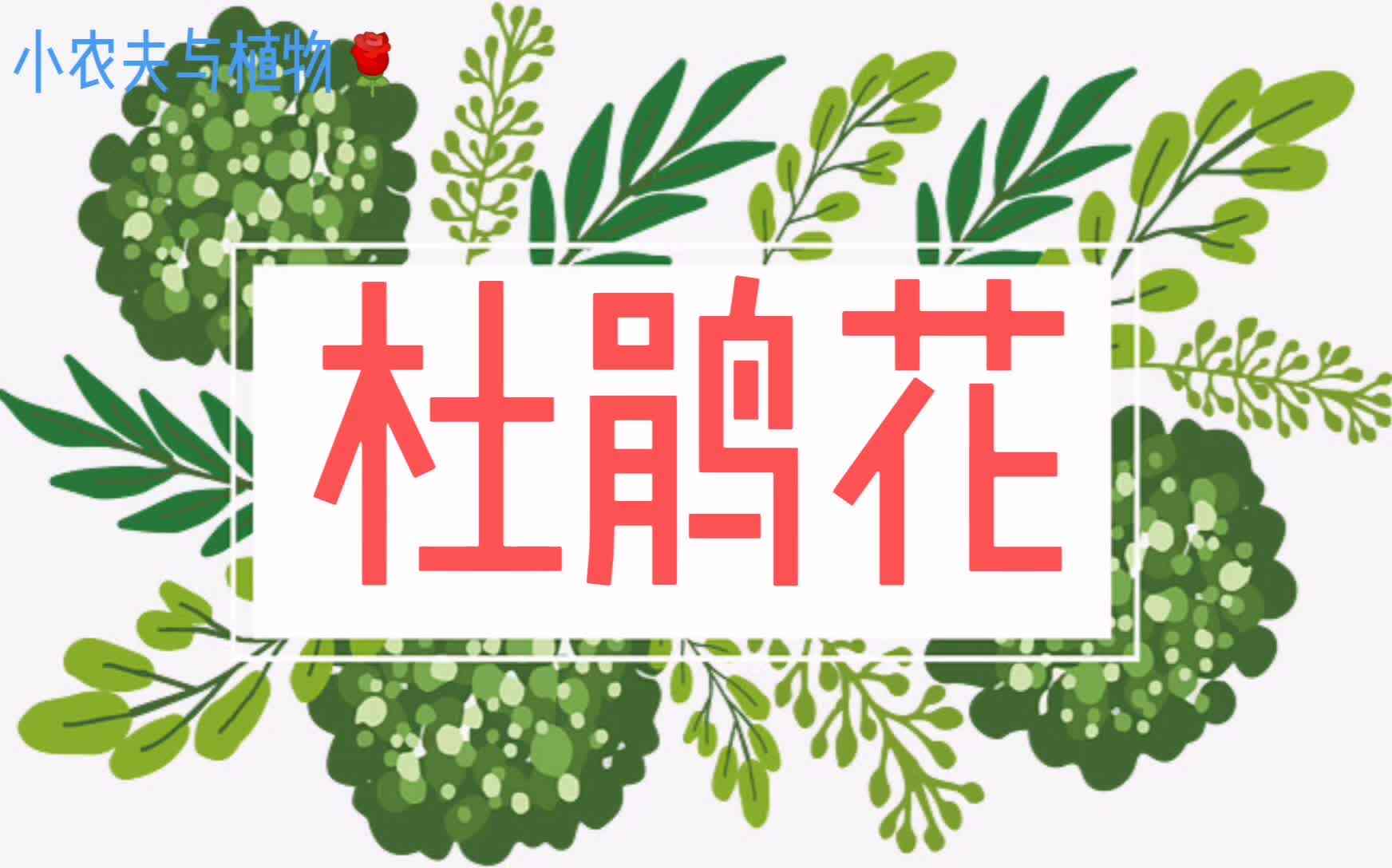 小农夫与植物-杜鹃花.mp4