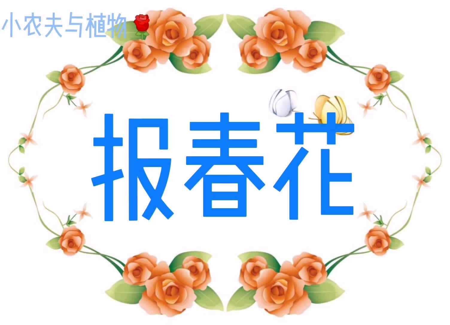 小农夫与植物-报春花.mp4