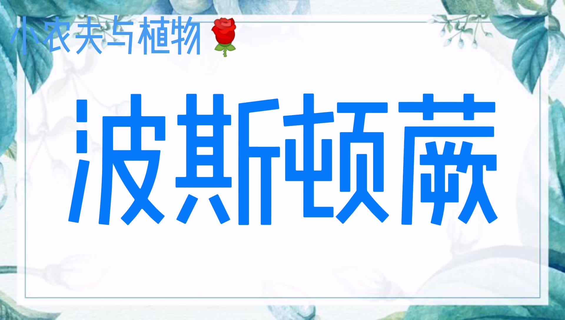 小农夫与植物-波斯顿蕨.mp4