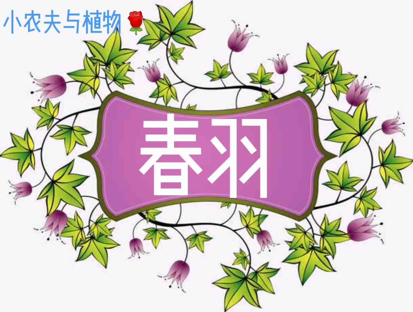 小农夫与植物-春羽.mp4