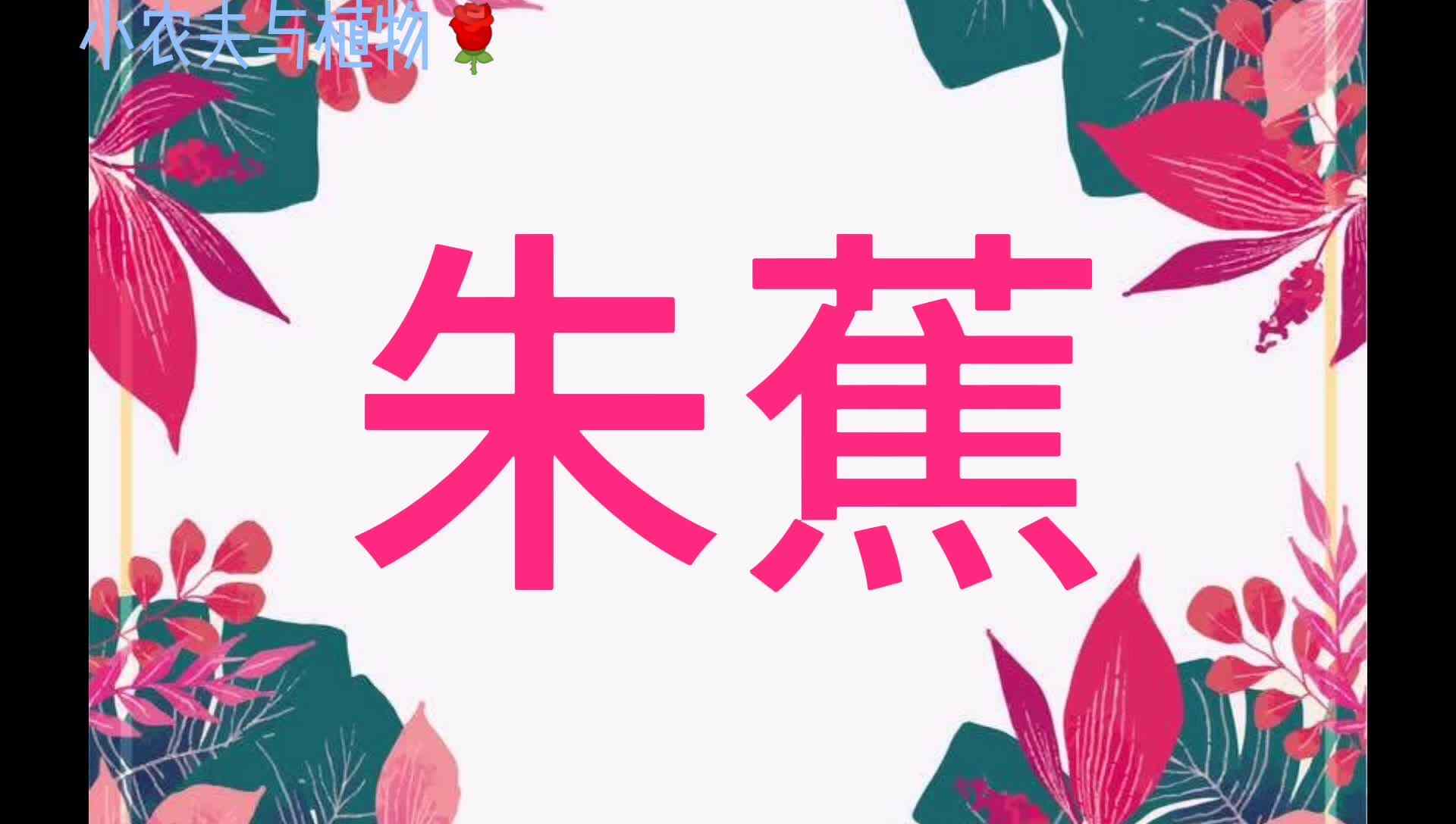 小农夫与植物-朱蕉.mp4