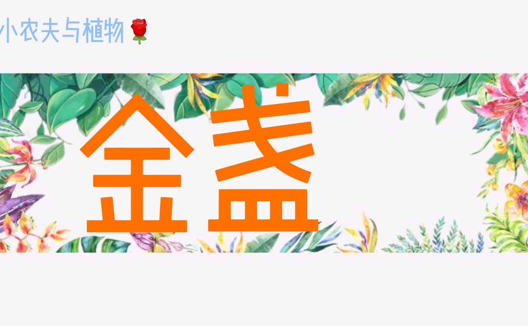 小农夫与植物-金盏花