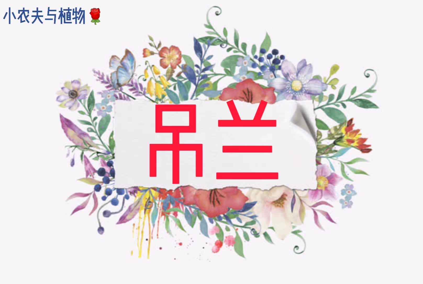 小农夫与植物--吊兰.mp4