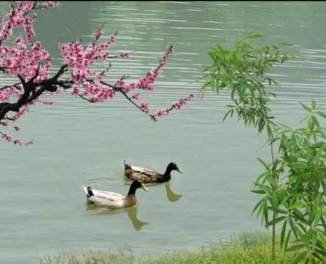 《惠崇春江晚景》