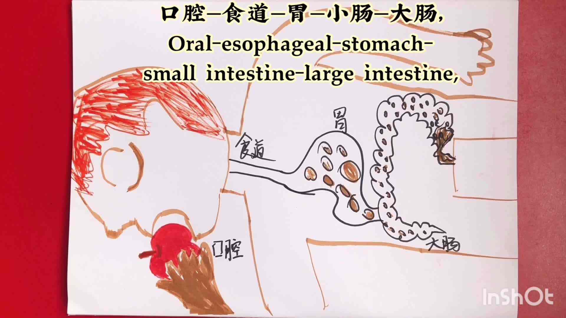 生活——呀！便便