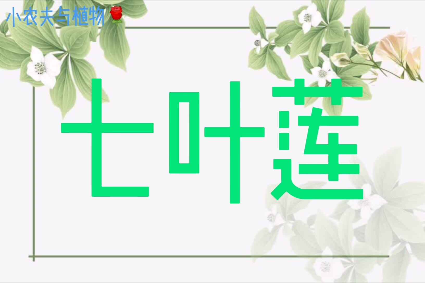 小农夫与植物-七叶莲.mp4