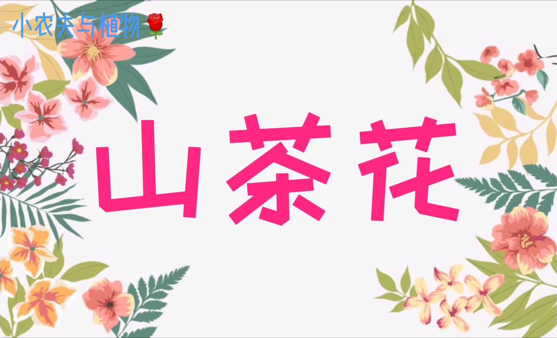 小农夫与植物-山茶花.mp4