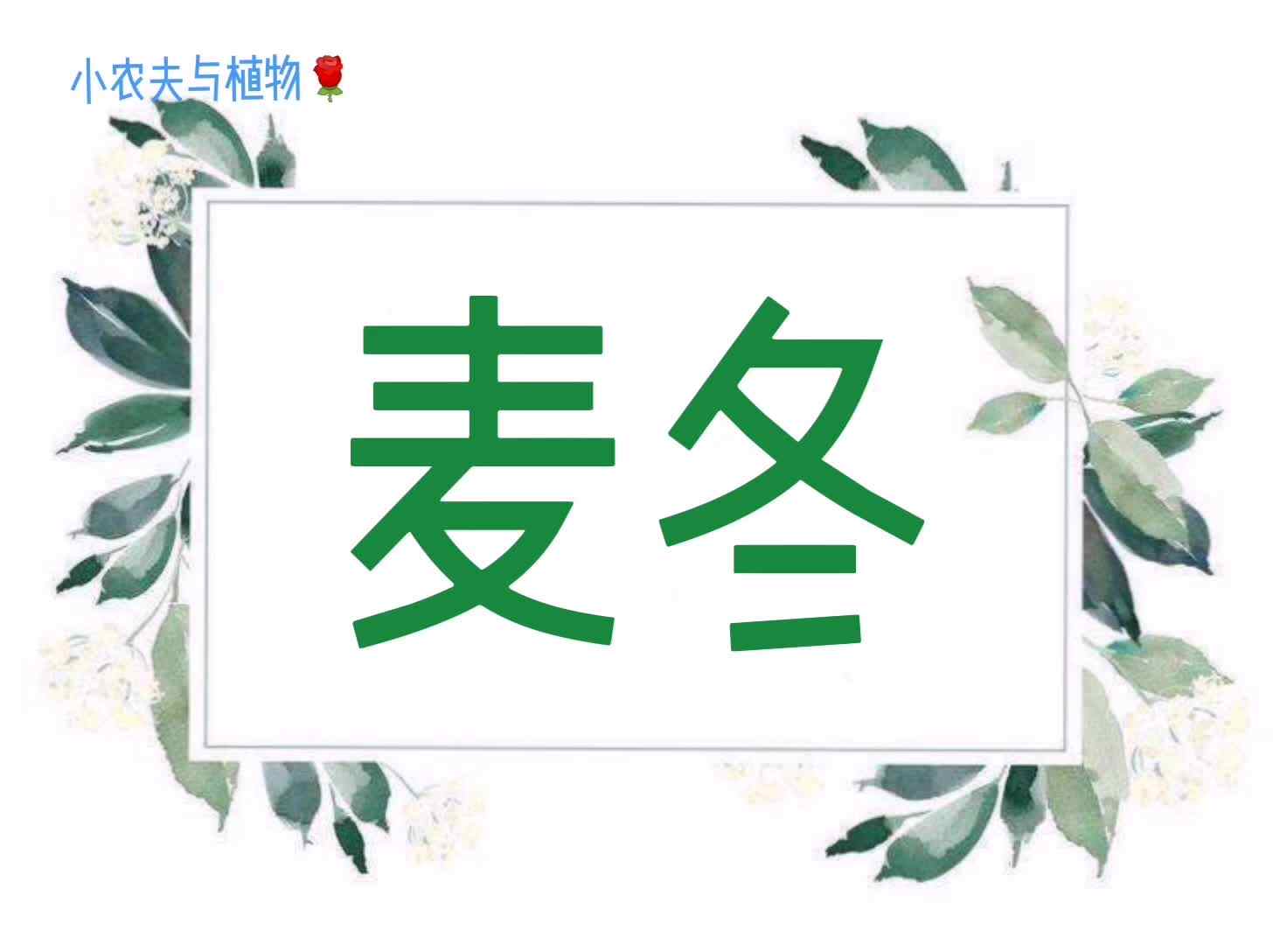 小农夫与植物-麦冬.mp4