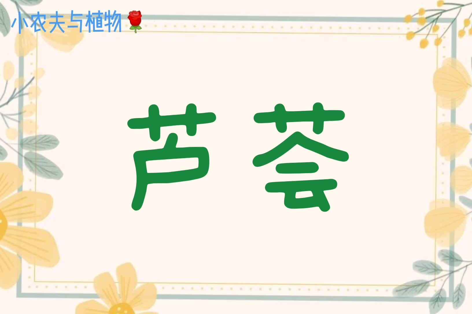 小农夫与植物-芦荟mp4