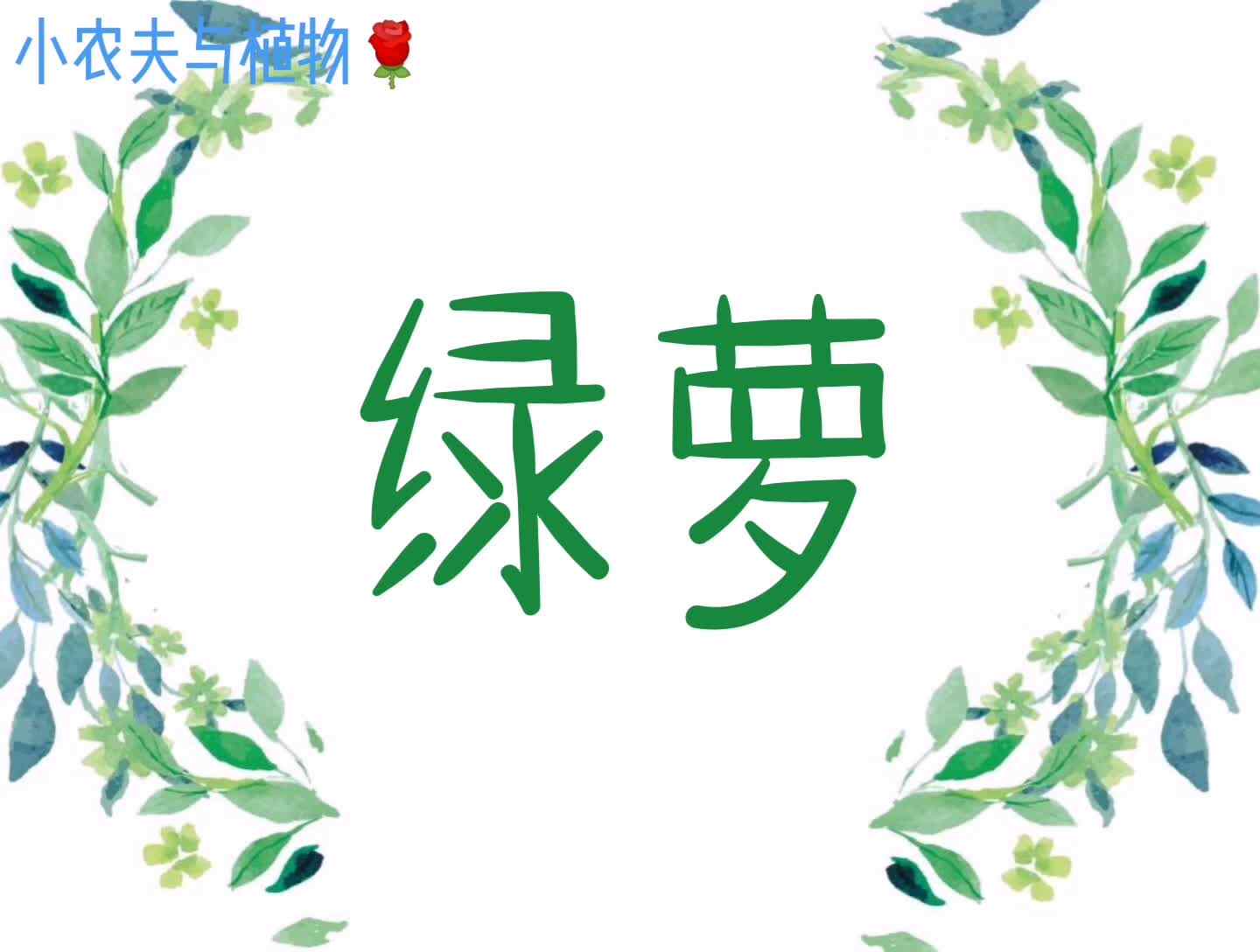 小农夫与植物-绿萝.mp4