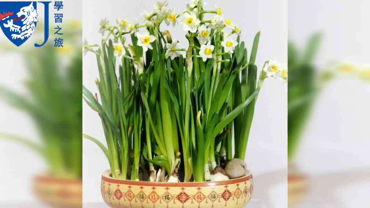 生活——哪些花有毒