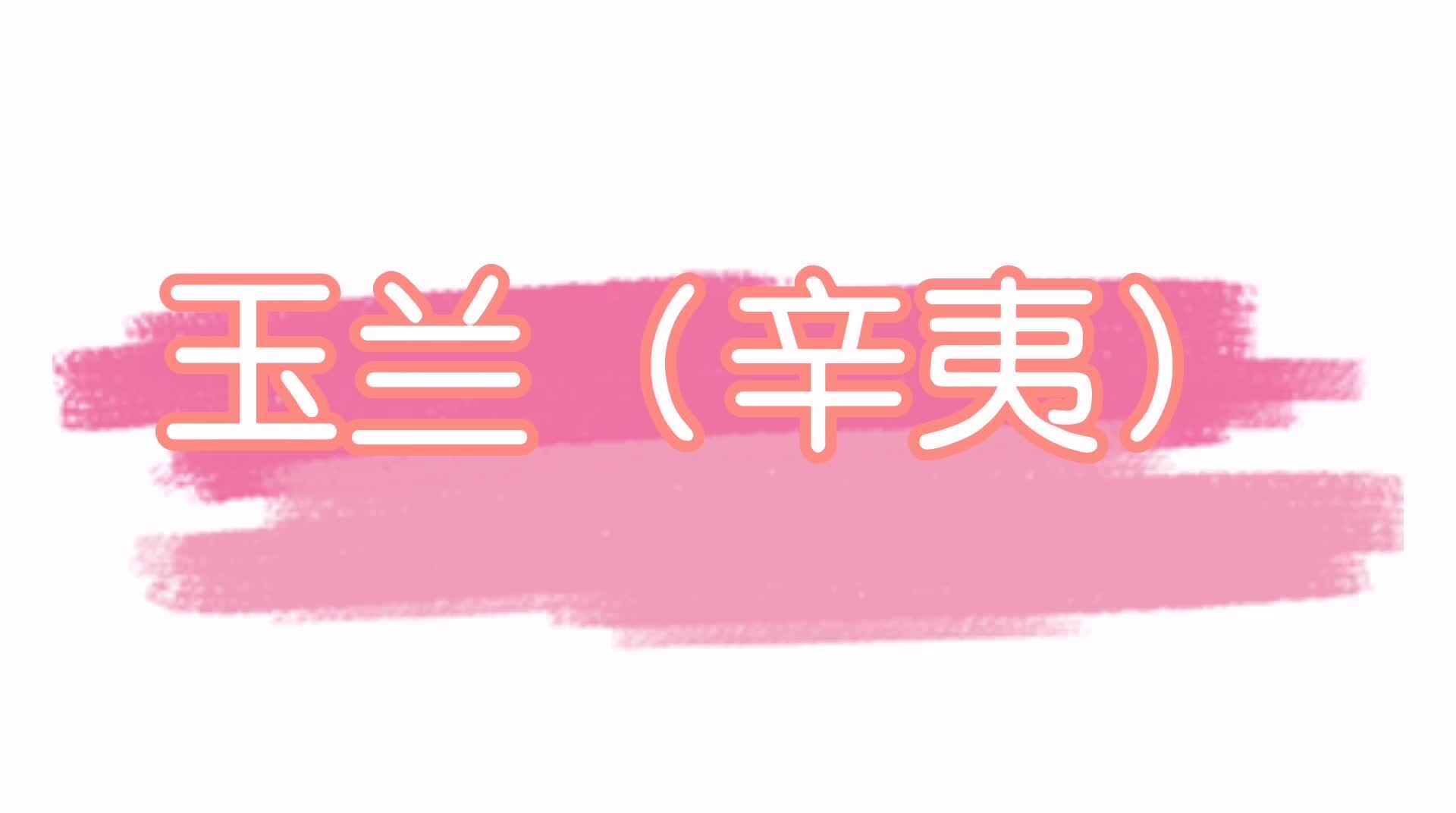 玉兰（辛夷）.mp4