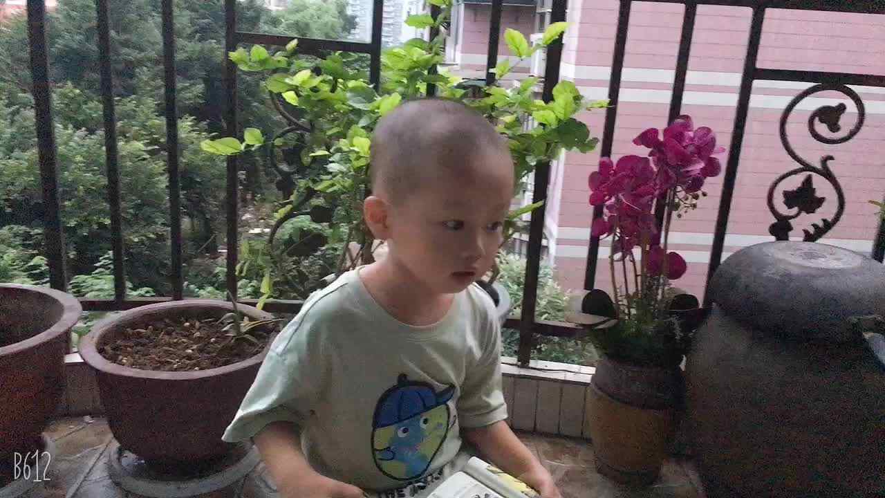 20200706杨浩锐《认识哺乳动物》